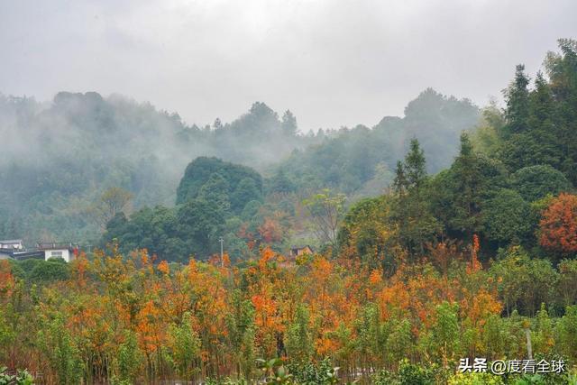 不砍树不挖矿！全州小村靠红枫逆袭20年走出生态致富新路子(图9)