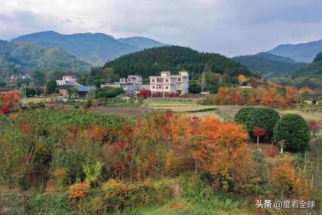 不砍树不挖矿！全州小村靠红枫逆袭20年走出生态致富新路子(图11)
