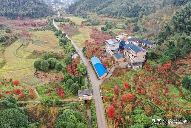 不砍树不挖矿！全州小村靠红枫逆袭20年走出生态致富新路子(图3)