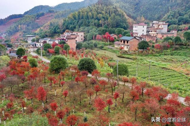不砍树不挖矿！全州小村靠红枫逆袭20年走出生态致富新路子(图6)