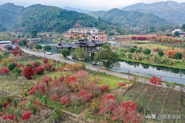 不砍树不挖矿！全州小村靠红枫逆袭20年走出生态致富新路子(图4)