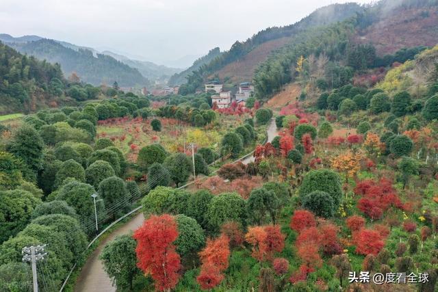 不砍树不挖矿！全州小村靠红枫逆袭20年走出生态致富新路子(图1)