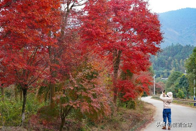 不砍树不挖矿！全州小村靠红枫逆袭20年走出生态致富新路子(图19)