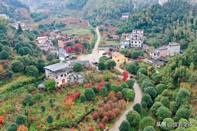 不砍树不挖矿！全州小村靠红枫逆袭20年走出生态致富新路子(图15)