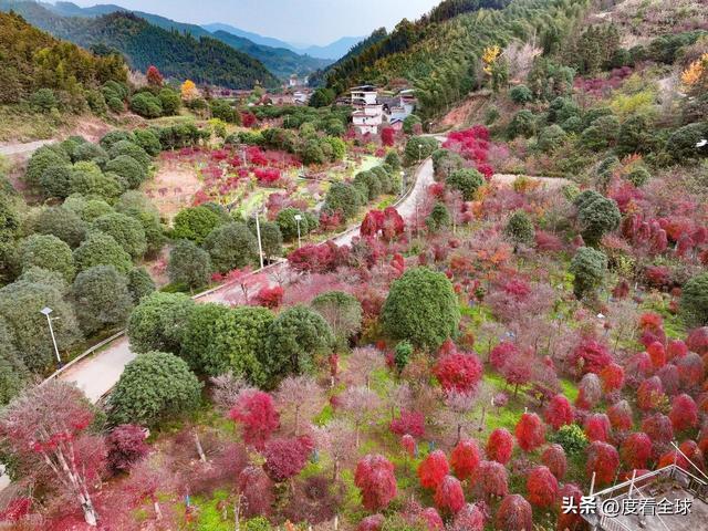 不砍树不挖矿！全州小村靠红枫逆袭20年走出生态致富新路子(图18)