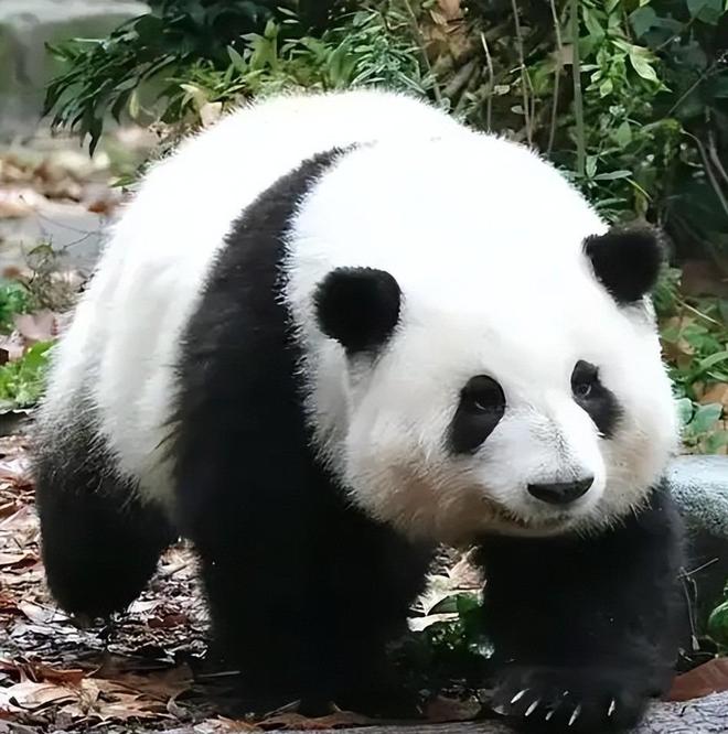 国内仅存800多只！为给它们提供栖息地新疆花5年种了100万棵树(图23)