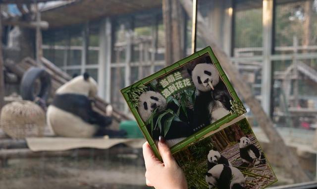 《当萌兰遇到花花》画册进驻北京动物园大熊猫馆顶流熊猫IP线下“圈粉”游客(图2)