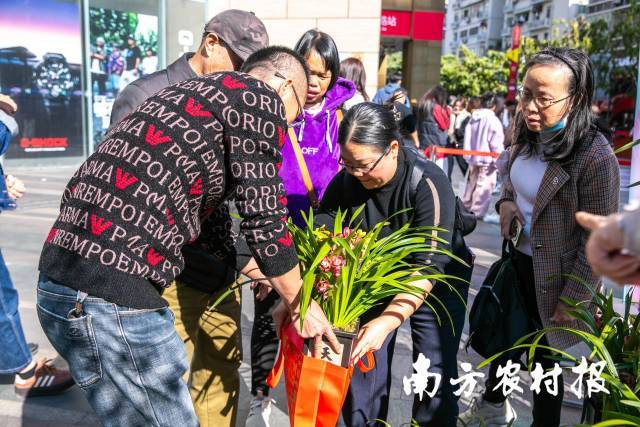 满城花事寄寓花漾新年！2025翁源兰花湾区年花节启动(图5)