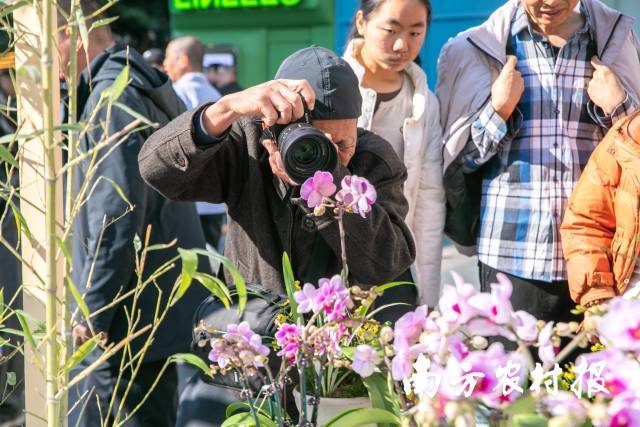 满城花事寄寓花漾新年！2025翁源兰花湾区年花节启动(图3)