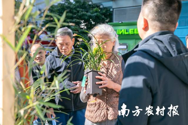 满城花事寄寓花漾新年！2025翁源兰花湾区年花节启动(图4)