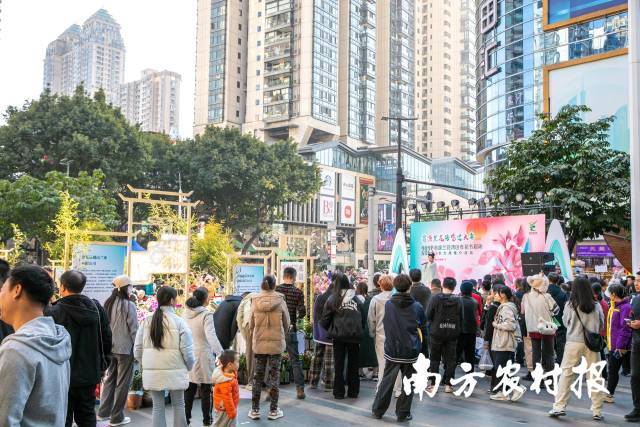 满城花事寄寓花漾新年！2025翁源兰花湾区年花节启动(图13)