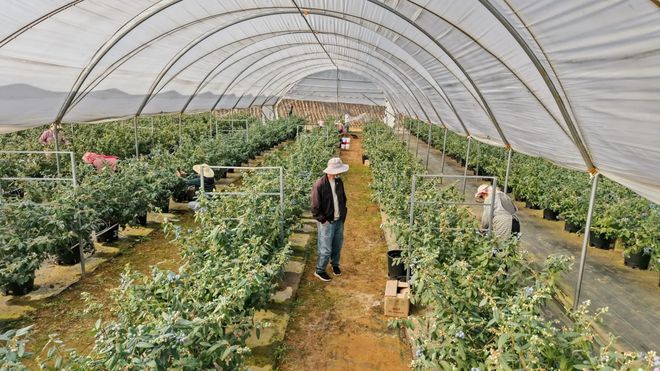 马龙区特色农业多点开花(图2)