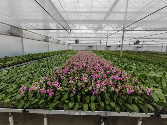 观察打造第一年花翁源的底气与雄心(图3)