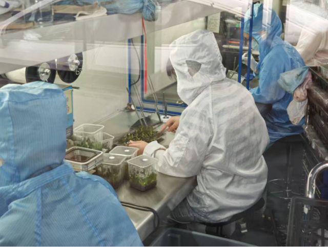 观察打造第一年花翁源的底气与雄心(图5)