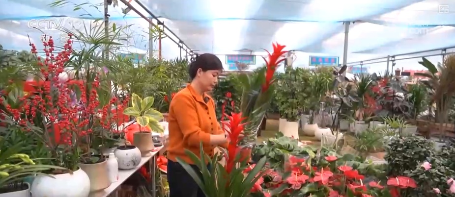 科技加持“美丽经济”各地年宵花卉集中上市销售火热(图2)