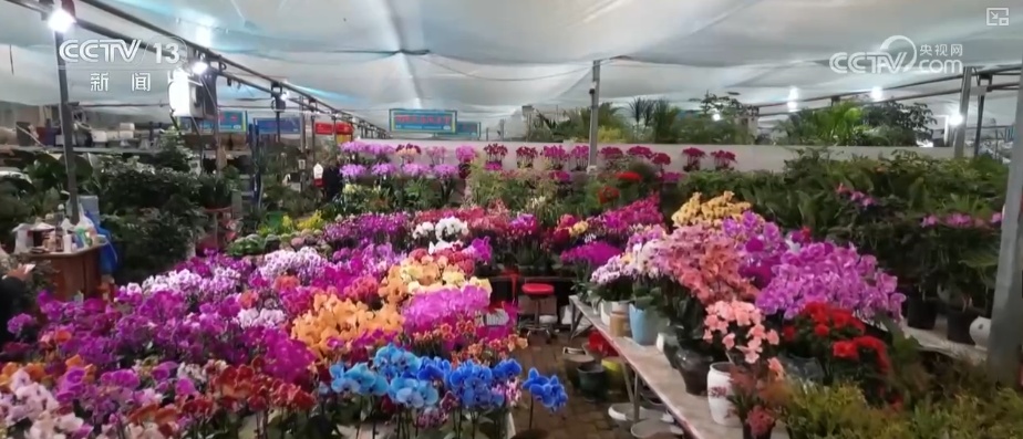 科技加持“美丽经济”各地年宵花卉集中上市销售火热(图1)