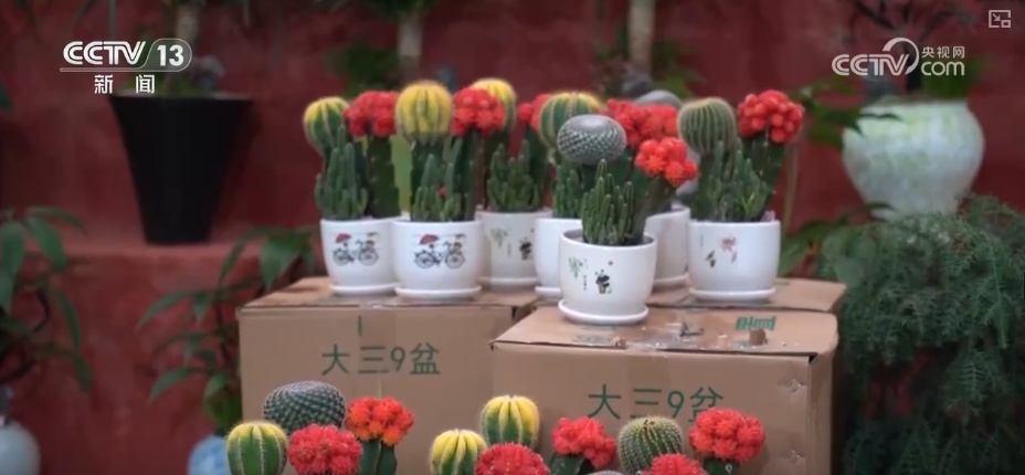 科技加持“美丽经济”各地年宵花卉集中上市销售火热(图3)