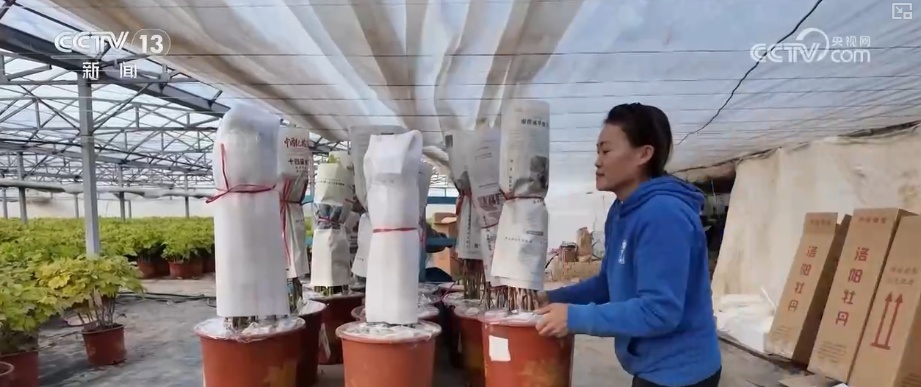 科技加持“美丽经济”各地年宵花卉集中上市销售火热(图5)