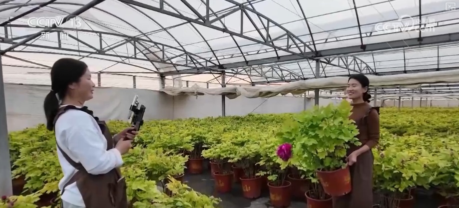 科技加持“美丽经济”各地年宵花卉集中上市销售火热(图8)