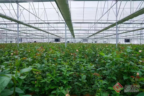 昆明呈贡“繁花路”：一朵花的产业进阶与幸福承诺(图2)