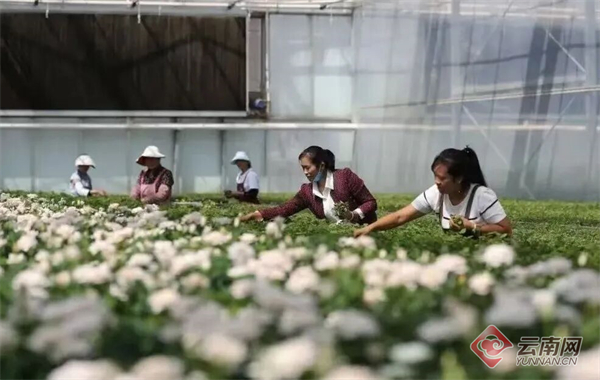昆明呈贡“繁花路”：一朵花的产业进阶与幸福承诺(图3)