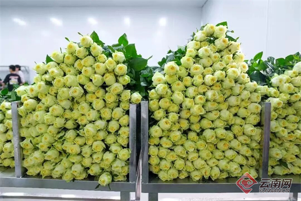 昆明呈贡“繁花路”：一朵花的产业进阶与幸福承诺(图4)