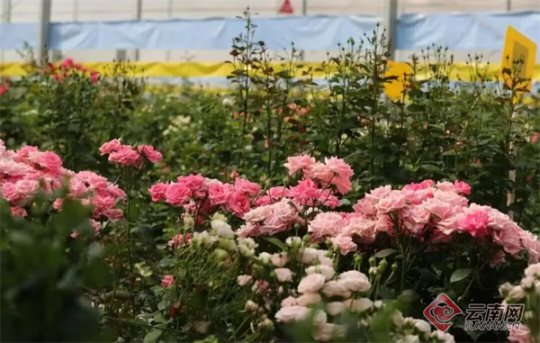 昆明呈贡“繁花路”：一朵花的产业进阶与幸福承诺(图5)