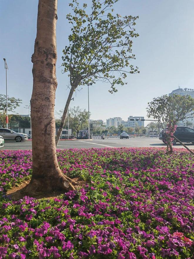 多色彩、多层次！北海时花更新换种迎春节(图2)