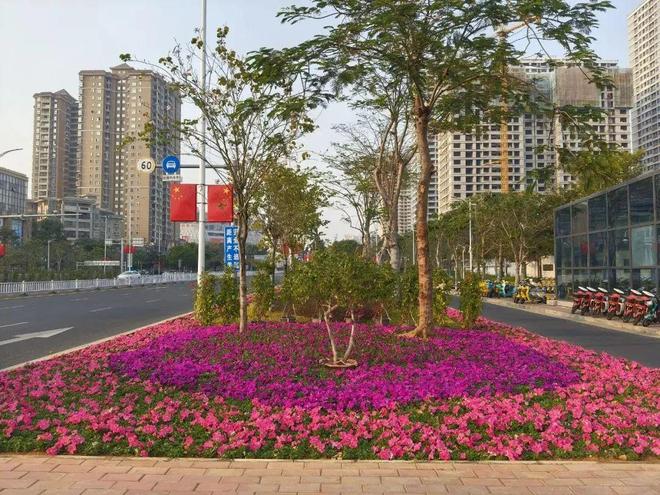 多色彩、多层次！北海时花更新换种迎春节(图1)