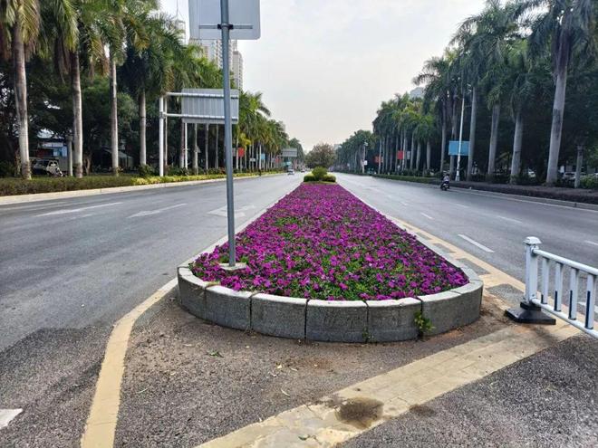 多色彩、多层次！北海时花更新换种迎春节(图3)