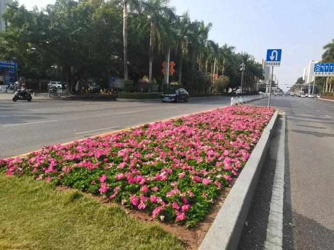多色彩、多层次！北海时花更新换种迎春节(图4)