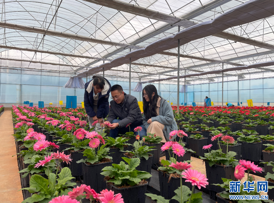 青年科学家李帆：破译“基因密码”让花卉换上“中国芯”_新华网(图2)