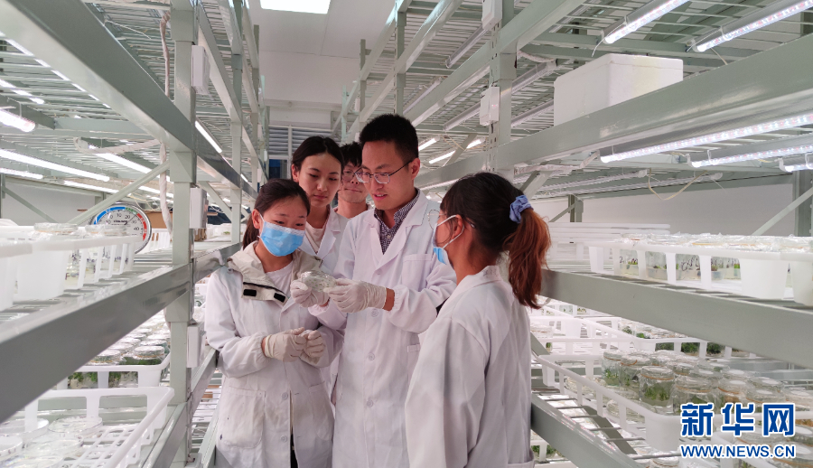 青年科学家李帆：破译“基因密码”让花卉换上“中国芯”_新华网(图3)