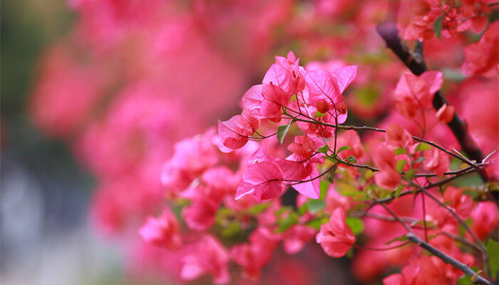 四季花卉分别有哪些(图3)