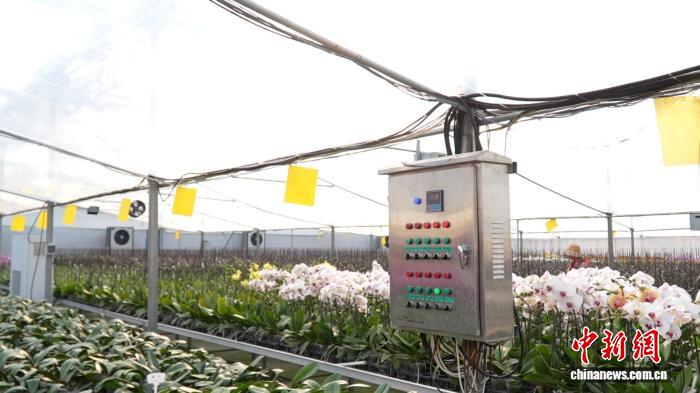 乡村行·看振兴)浙江年宵花产销旺农业科技助“花香”传四海(图2)