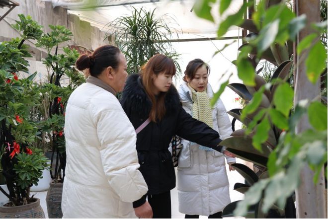 年宵花俏！产销两旺点亮“花样经济”(图1)