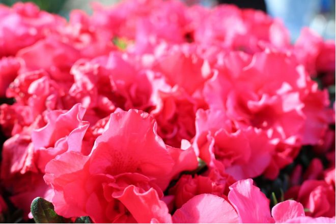 年宵花俏！产销两旺点亮“花样经济”(图2)