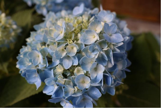 年宵花俏！产销两旺点亮“花样经济”(图3)