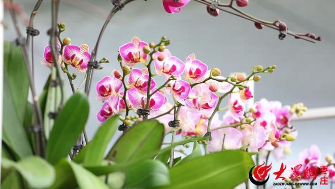 四季流转多彩枣庄市中区：迎元旦花卉市场迎来节前销售热潮(图2)