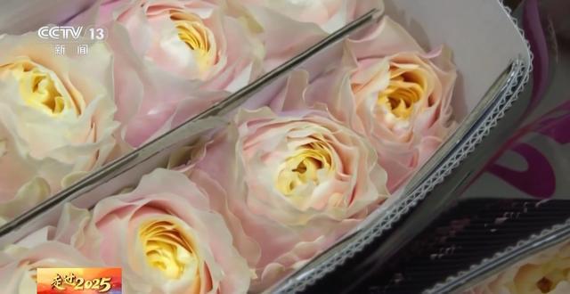 丨从昆明到漠河解码一束“云花”背后的保鲜密码(图1)