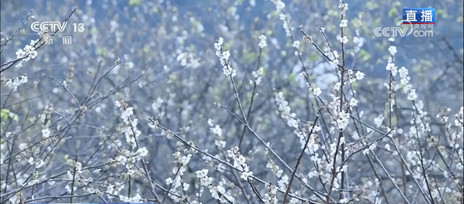 小寒节气寒极迎春到喜得梅花扑鼻香(图7)