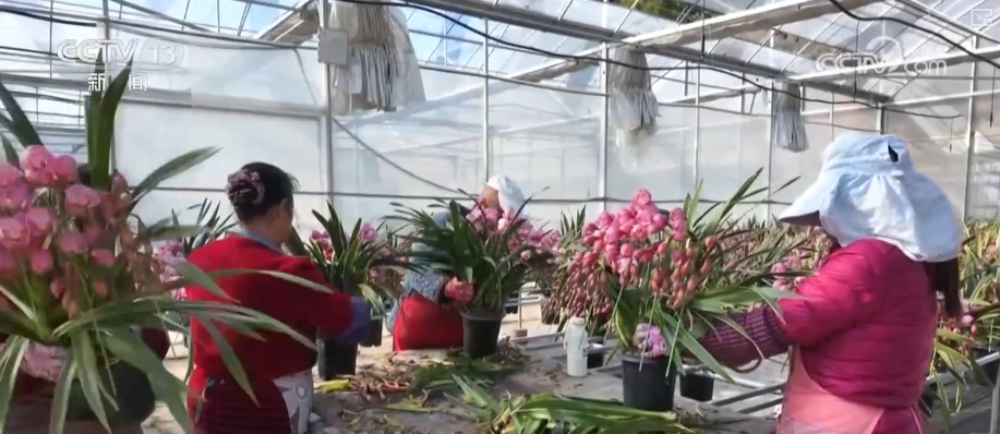 “创新搭配+定制服务”催生鲜花经济“新”消费花样“抢手货”俏销假日市场(图2)