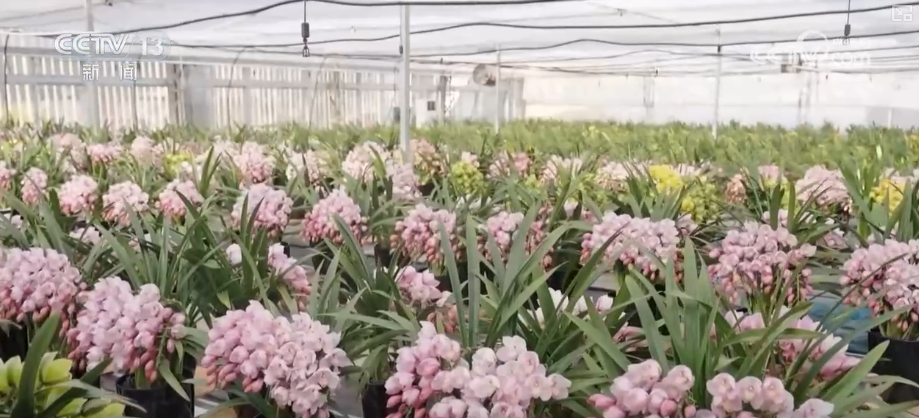 “创新搭配+定制服务”催生鲜花经济“新”消费花样“抢手货”俏销假日市场(图5)