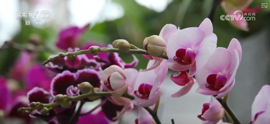 “创新搭配+定制服务”催生鲜花经济“新”消费花样“抢手货”俏销假日市场(图7)