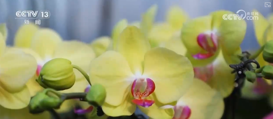 “创新搭配+定制服务”催生鲜花经济“新”消费花样“抢手货”俏销假日市场(图6)