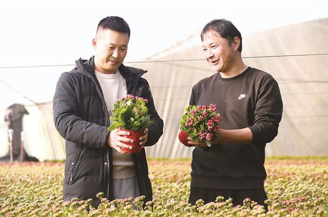 廊坊固安：鲜花经济迎冬绽放(图1)