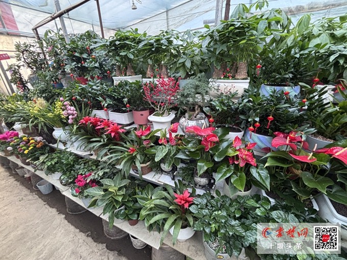 十堰花市年味浓市民选购年宵花热情高(图1)