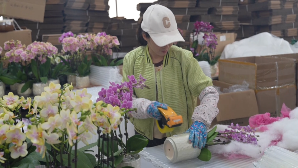 小城大市|花开“富贵”:一座西部县城的鲜花经济跃迁之路(图1)