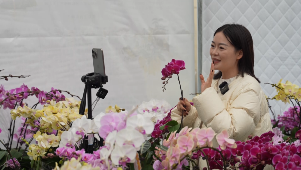 小城大市|花开“富贵”:一座西部县城的鲜花经济跃迁之路(图3)
