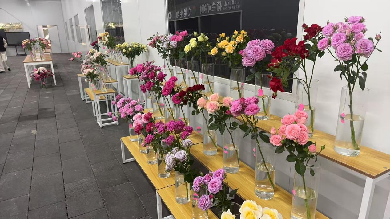 云南省自主育种新篇章中国风月季绘就花卉美学新画卷(图1)